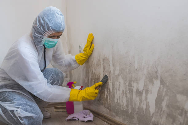 Best Post-Flood Mold Remediation in Mariemont, OH