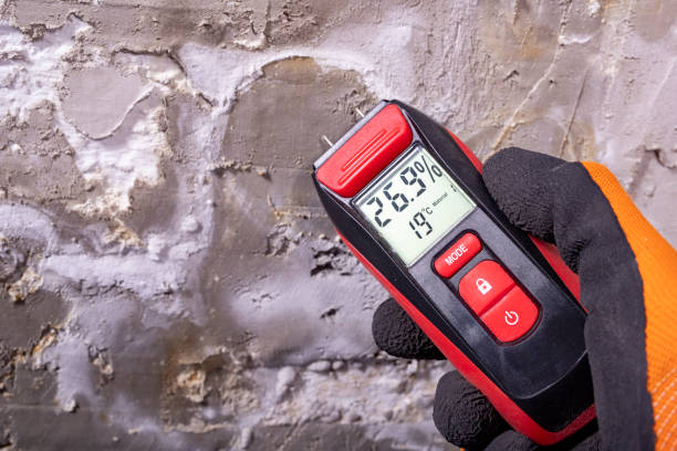 Best White Mold Remediation in Mariemont, OH