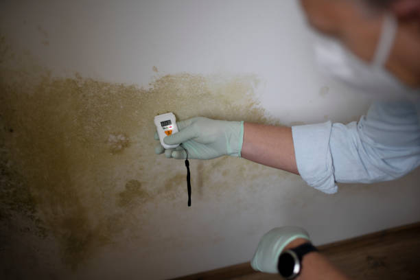 Best Post-Flood Mold Remediation in Mariemont, OH